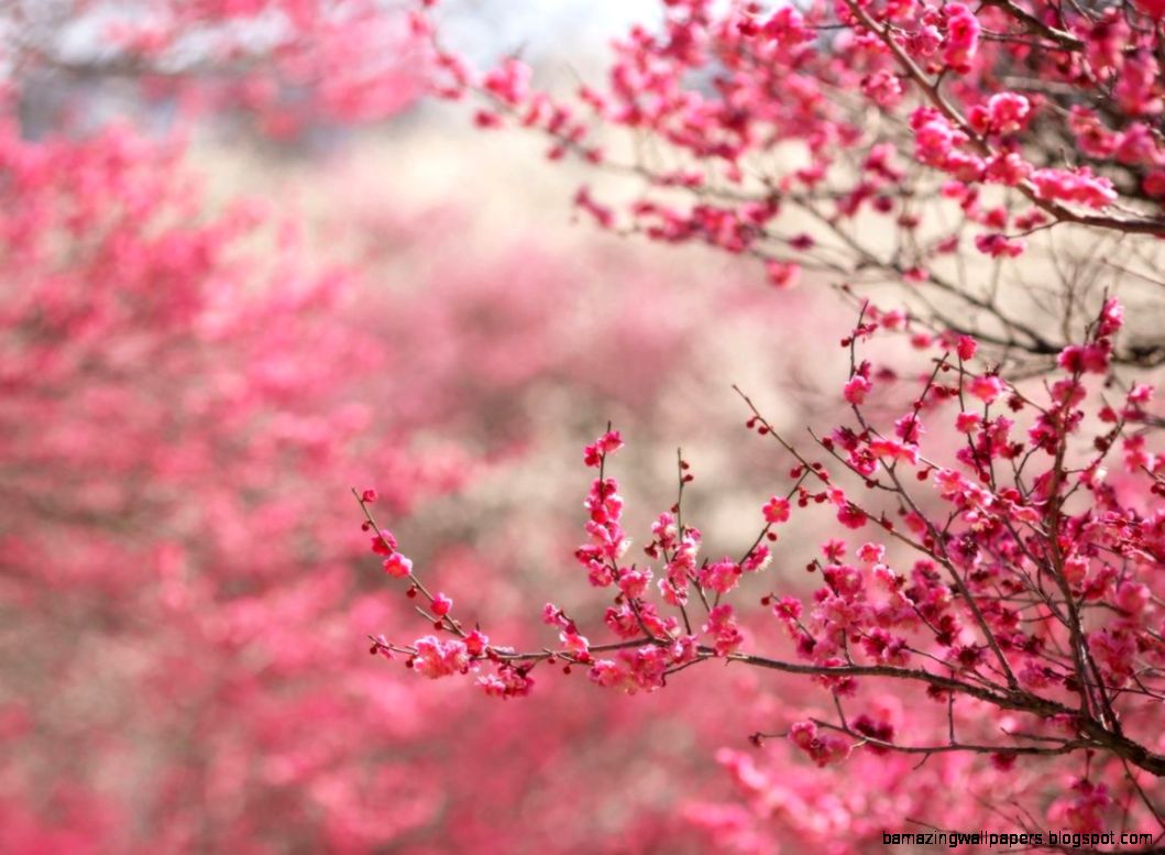 Cherry Blossom Desktop Wallpapers Wallpaper Cave Cherry Blossom Desktop Wallpapers Wallpaper Cave
