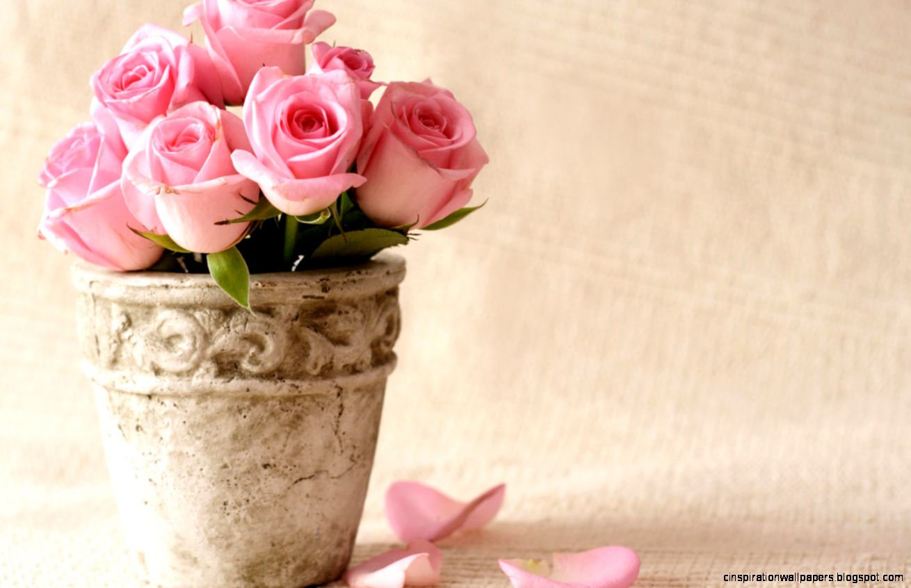 Beautiful Pink Flowers Beautiful Pink Flowers