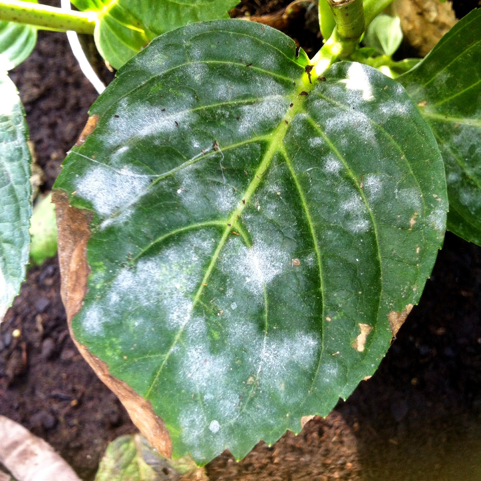 ¡Alerta! Mi rosal tiene una capa blanca… ¿Qué hago?