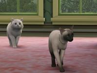 catstory2-4.jpg