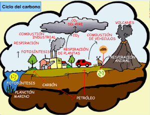 Ciclo del Carbono