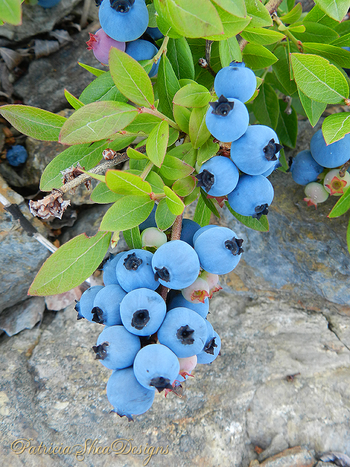 patternpatisserie A round up of wild Maine blueberry recipes