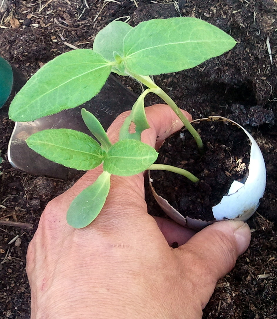 How to Plant Sunflower Seeds in Eggshell Cups Fresh Eggs Daily®