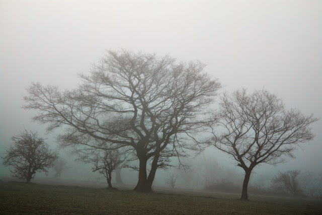 Trees in the Fog 