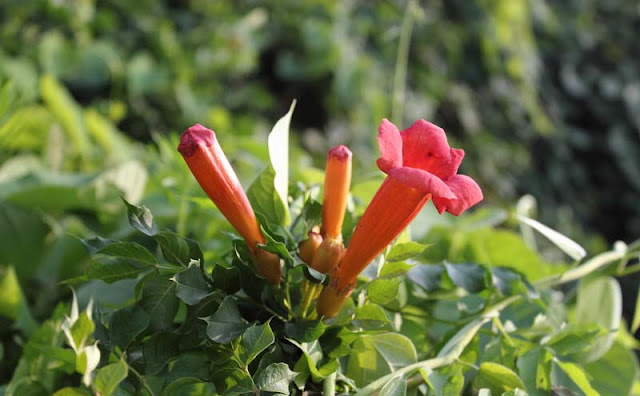 Trumpet Vine Flowers Pictures