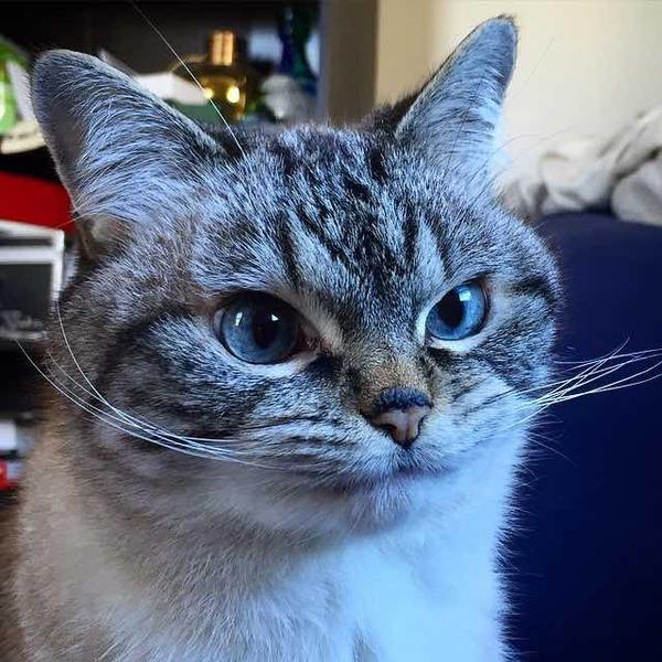 Локи - кот с вампирскими клыками Локи - кот с вампирскими клыками