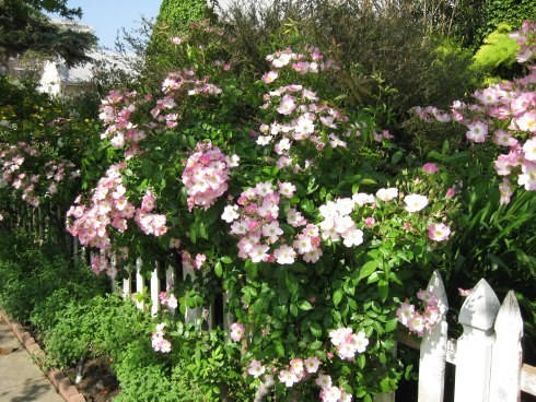 Types Of Daisies A Visual Compendium Ftd Com