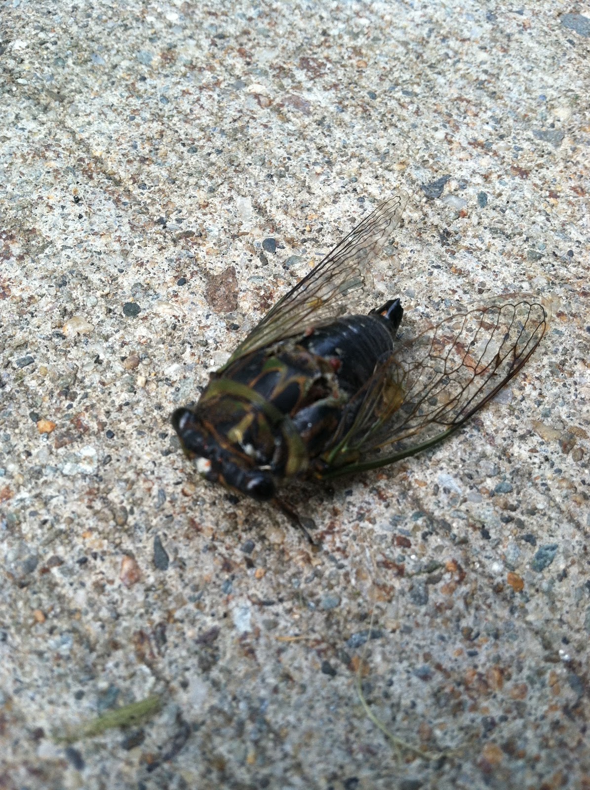 Kambria Schumacher Bugs!