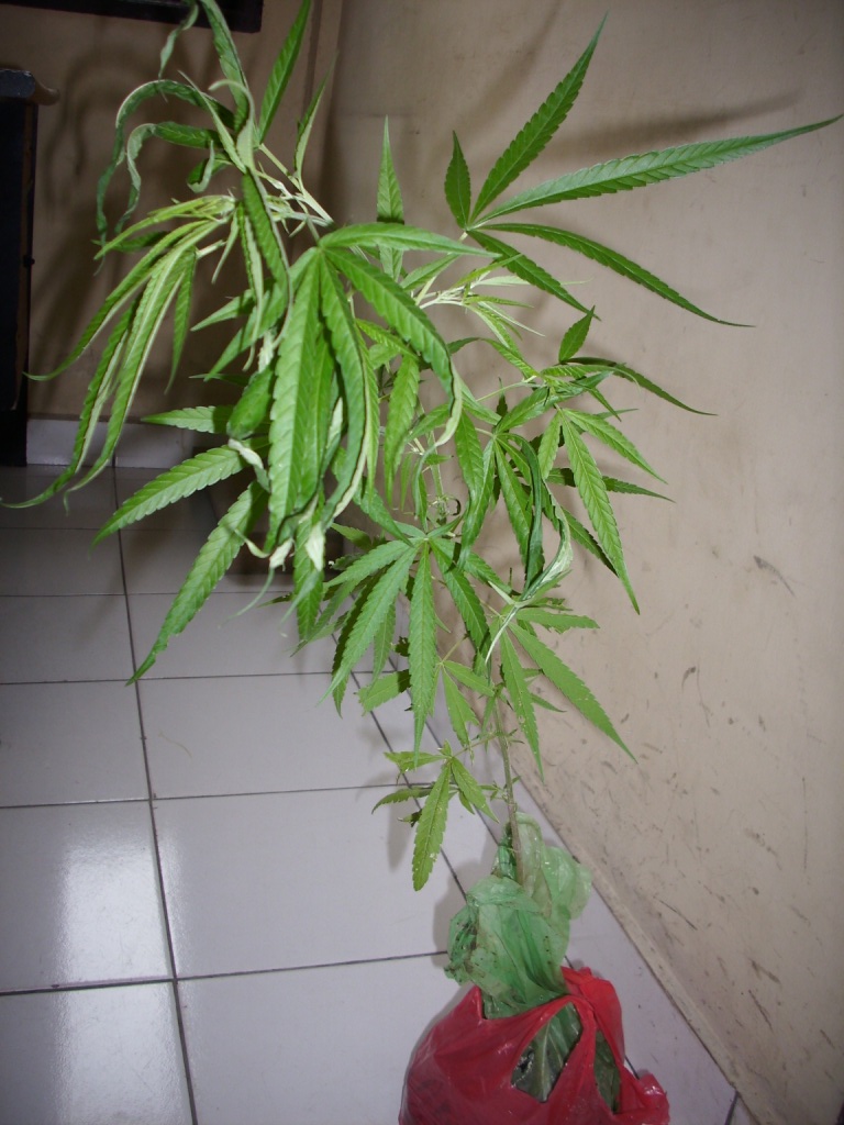 Sizzzelmatal Download Lagu Selinting Ganja Di Tangan