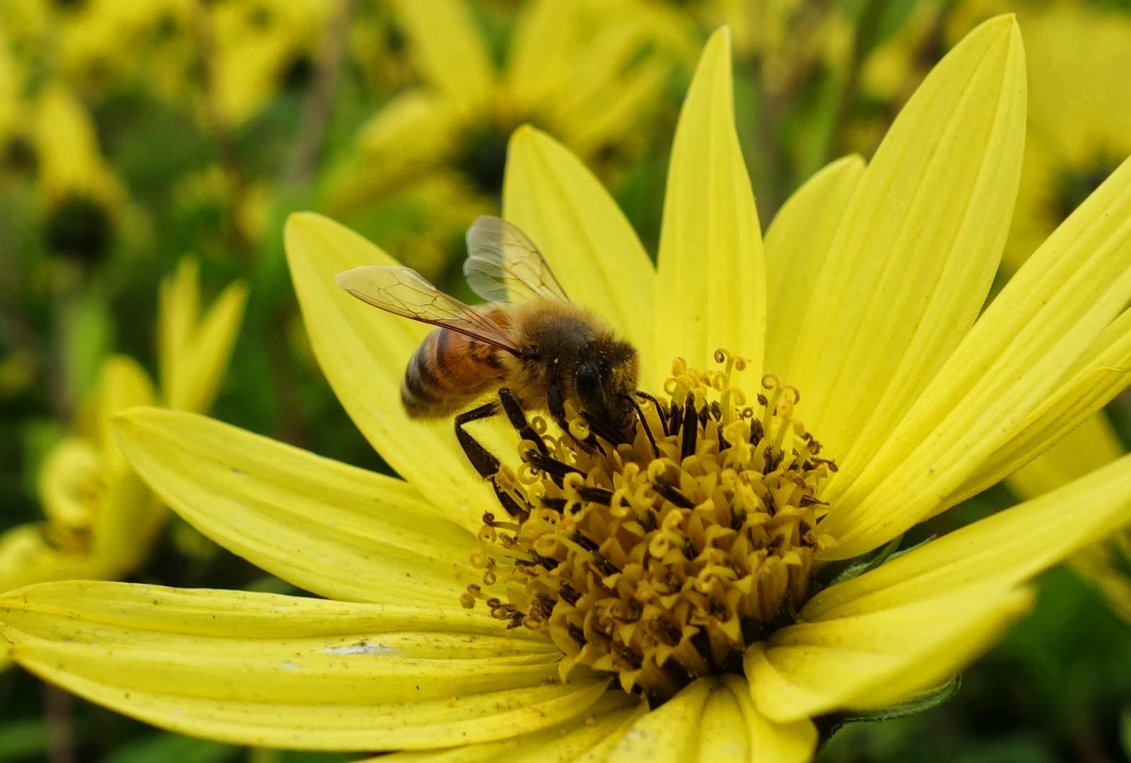 Urban Pollinators Late flowers for pollinators