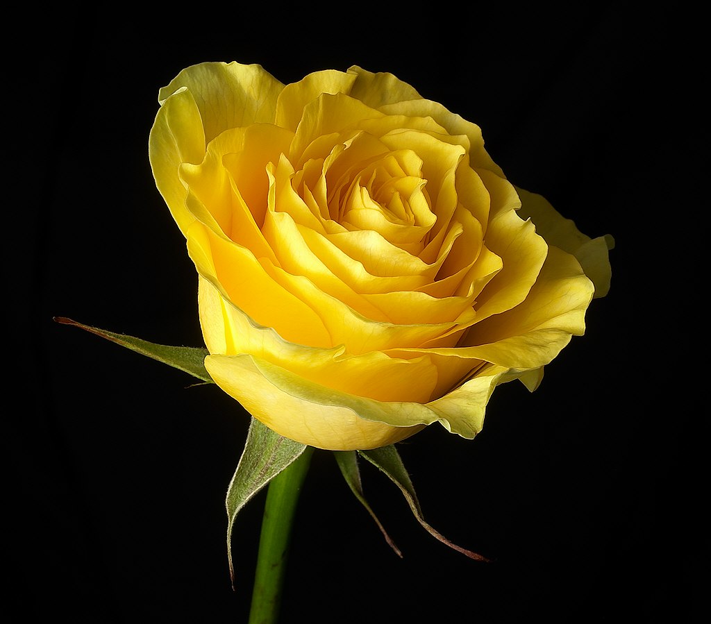Cute Wallpaper's Cute Yellow Roses