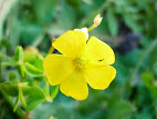 Oxalis pes-caprae