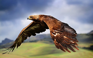 Birds HD eagle flying wallpapers