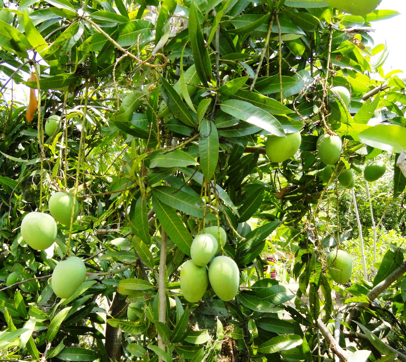 MANGO TREE'S ROLE IN ORGANIC WATERSHED PROJECT IN INDIA...