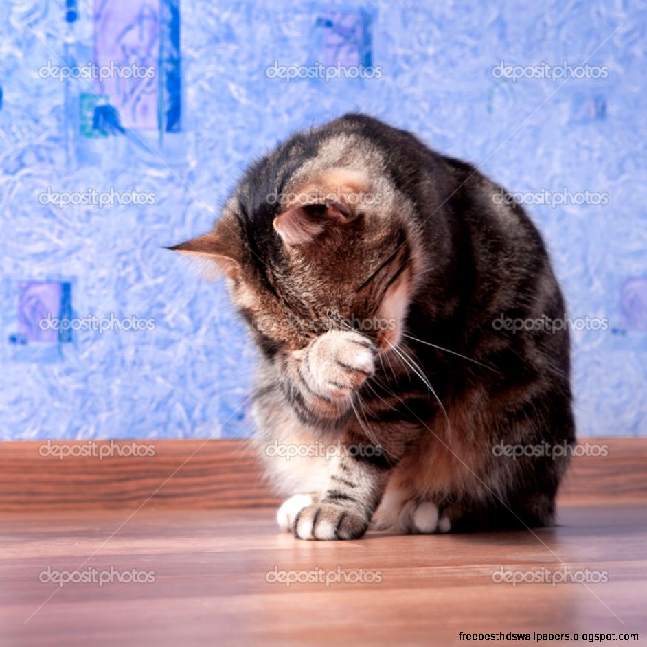 Kitten Cleaning Itself Kitten Cleaning Itself