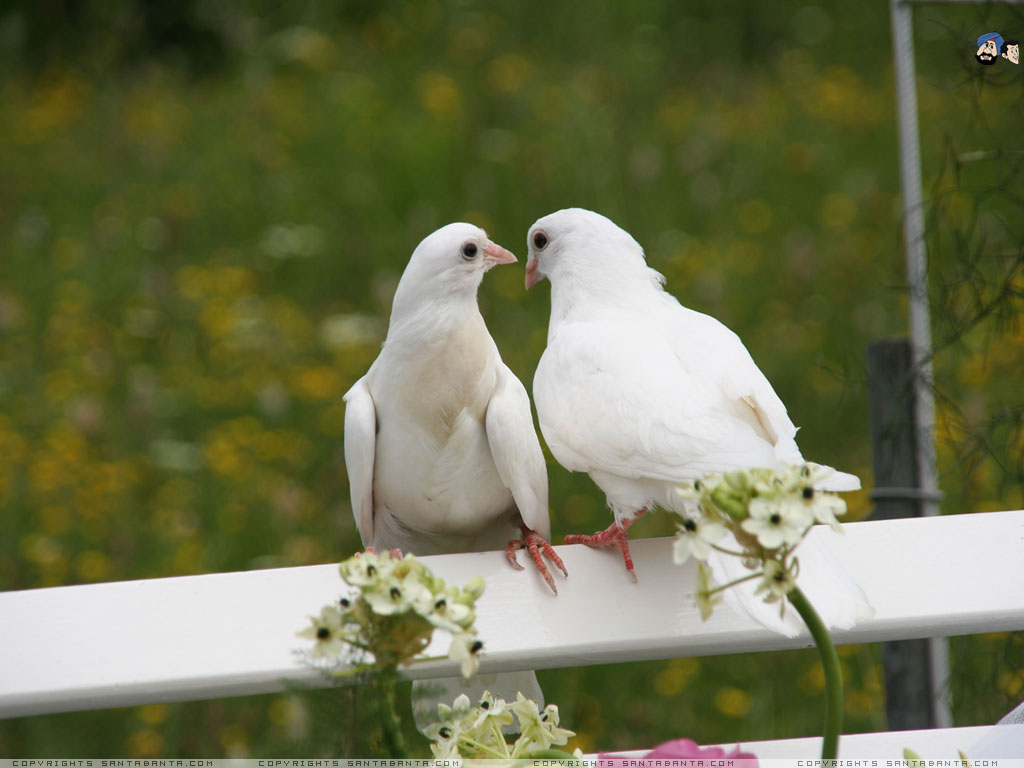 Awesome & Beautiful wallpapers OF Pigeon In HD - For More Wallpapers