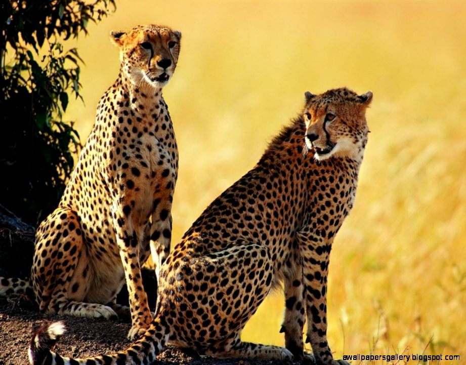 Beautiful Animals Safaris Safari Amazing Beautiful Animal Beautiful Animals Safaris Safari Amazing Beautiful Animal