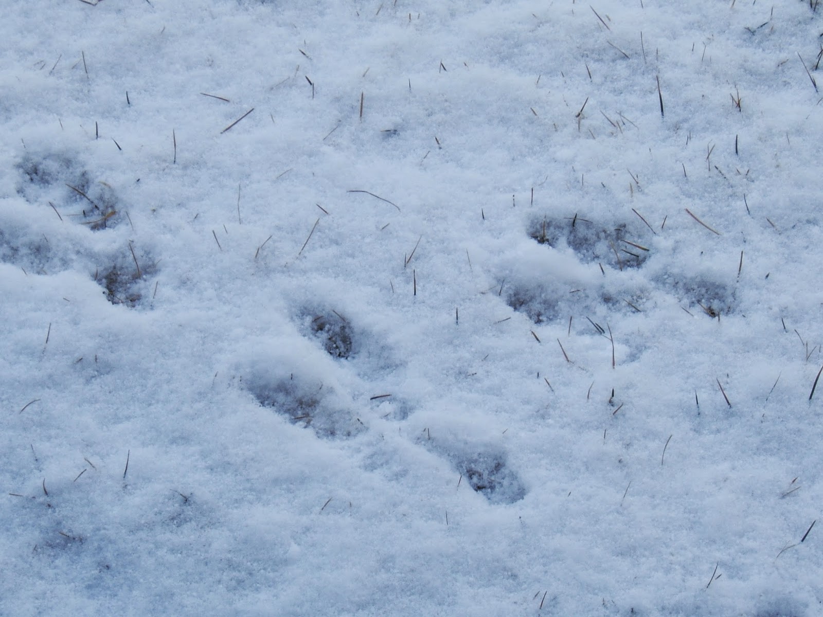 Rock Art Blog November 2014