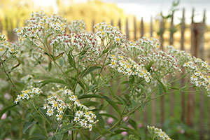 Aster glehnii 'Agleni'