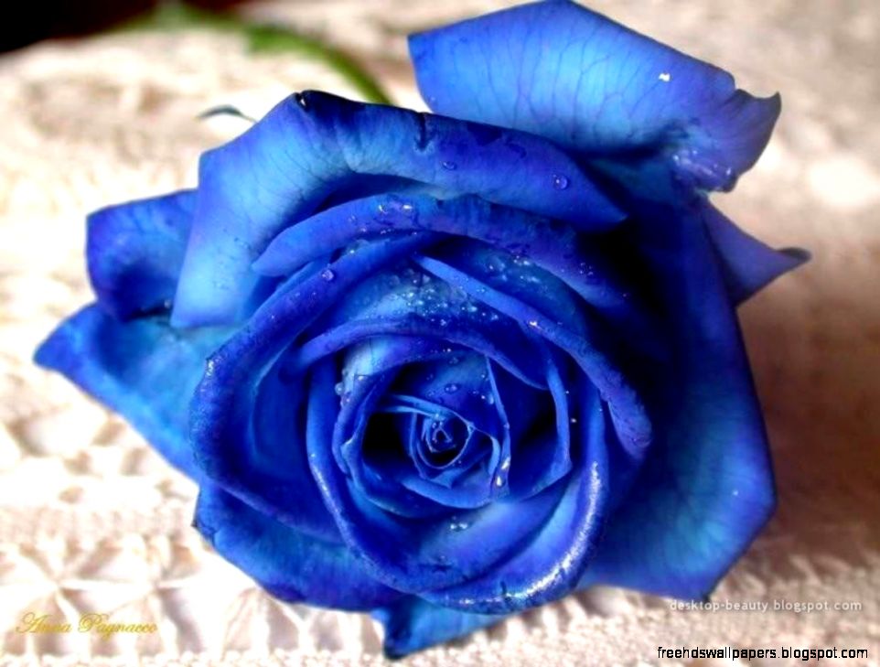 Blue Rose Roses Wallpaper 13004506 Fanpop Blue Rose Roses Wallpaper 13004506 Fanpop