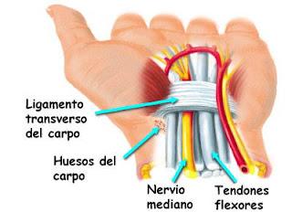 Los métodos como más aumentar el pene