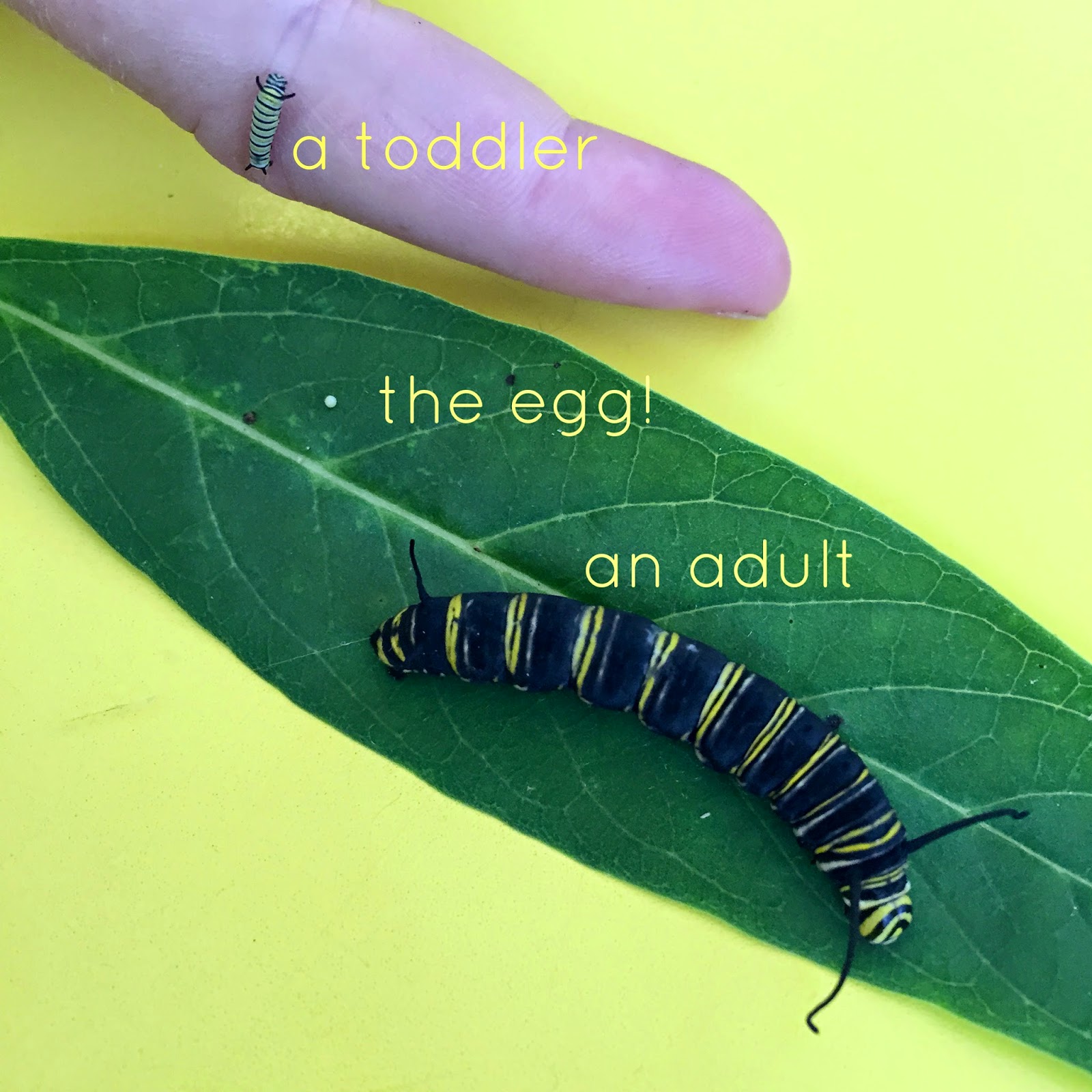 no big dill Butterflies Being Born!