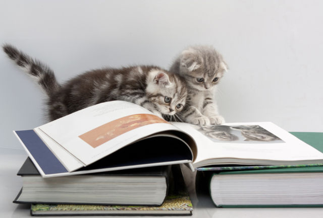 Funny Cool Pictures Cats Also Enjoy Reading Books