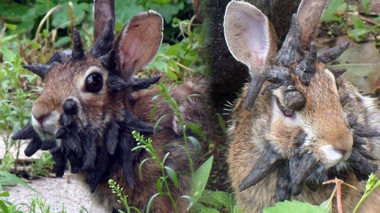 The Great American DisconnectPolitical Comments The World's Scariest