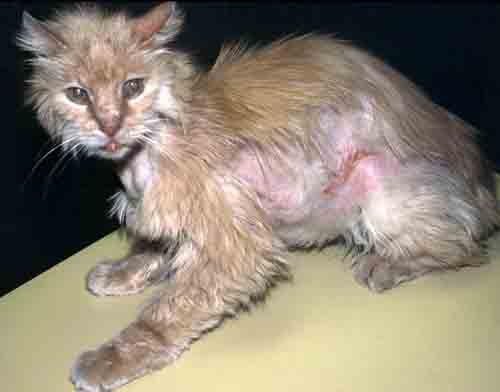 MEDICINA NATURALE VETERINARIA CONSULENZA ON LINE