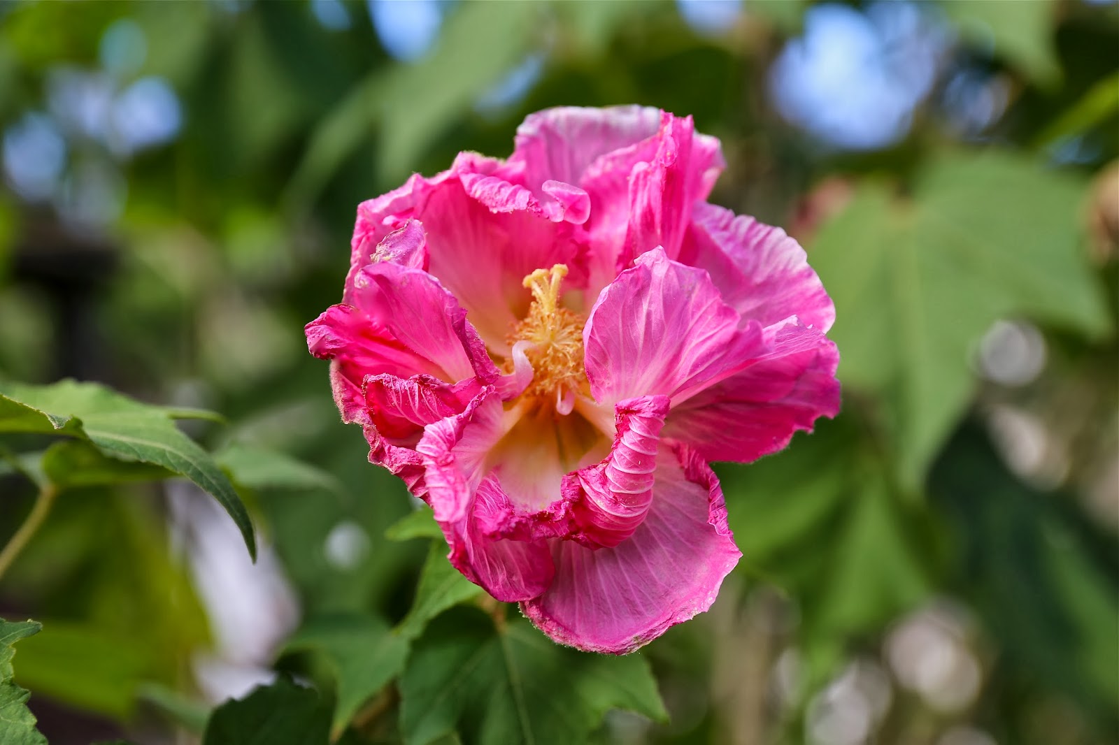 Sweet Southern Days Another Confederate Rose