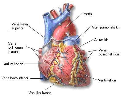 Path Of Life Sayangilah Jantung Anda