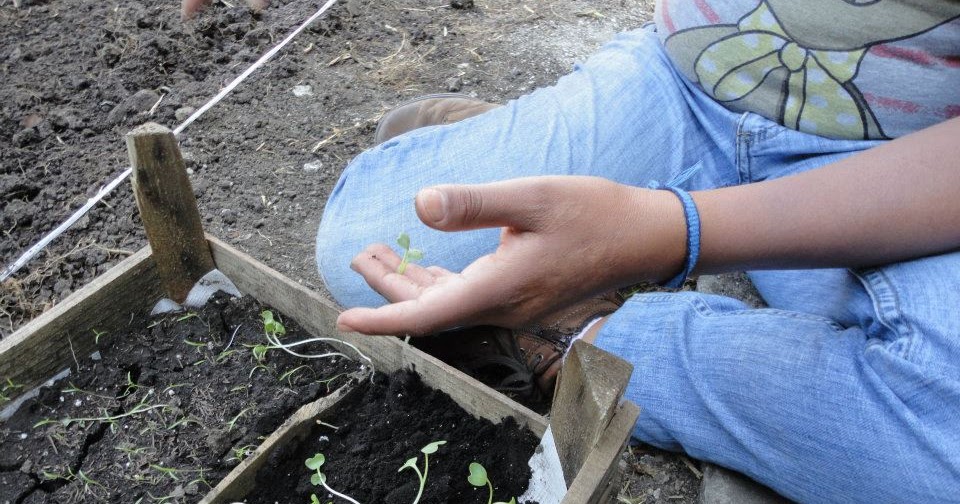 Alux De Mexico Gestores Ambientales S.C. de R.L. de C.V.: HUERTO