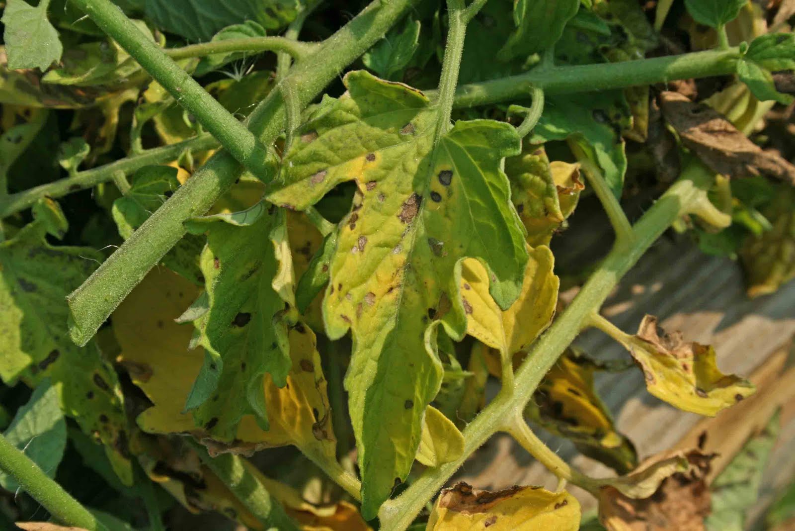 How Does Your Garden Grow?