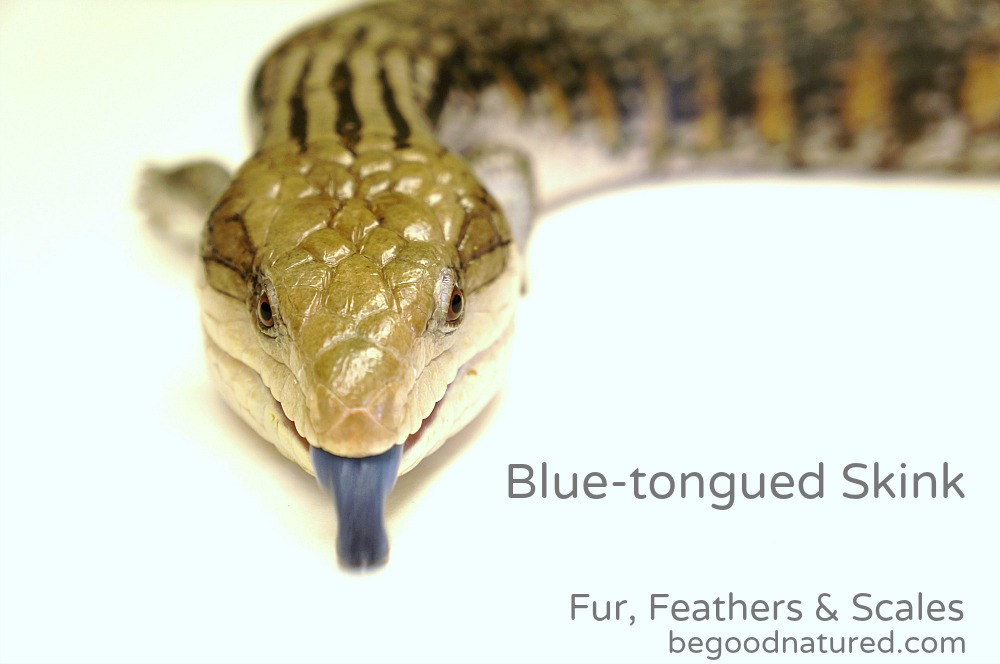 Good Natured Fur, Feathers & Scales Bluetongued Skink