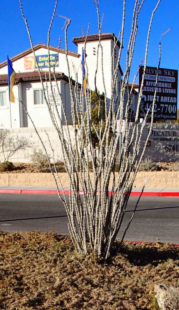 Xtremehorticulture of the Desert Ocotillo Watering Should be