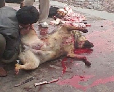 Αποτέλεσμα εικόνας για Φρίκη με Πακιστανούς που έτρωγαν σκυλιά