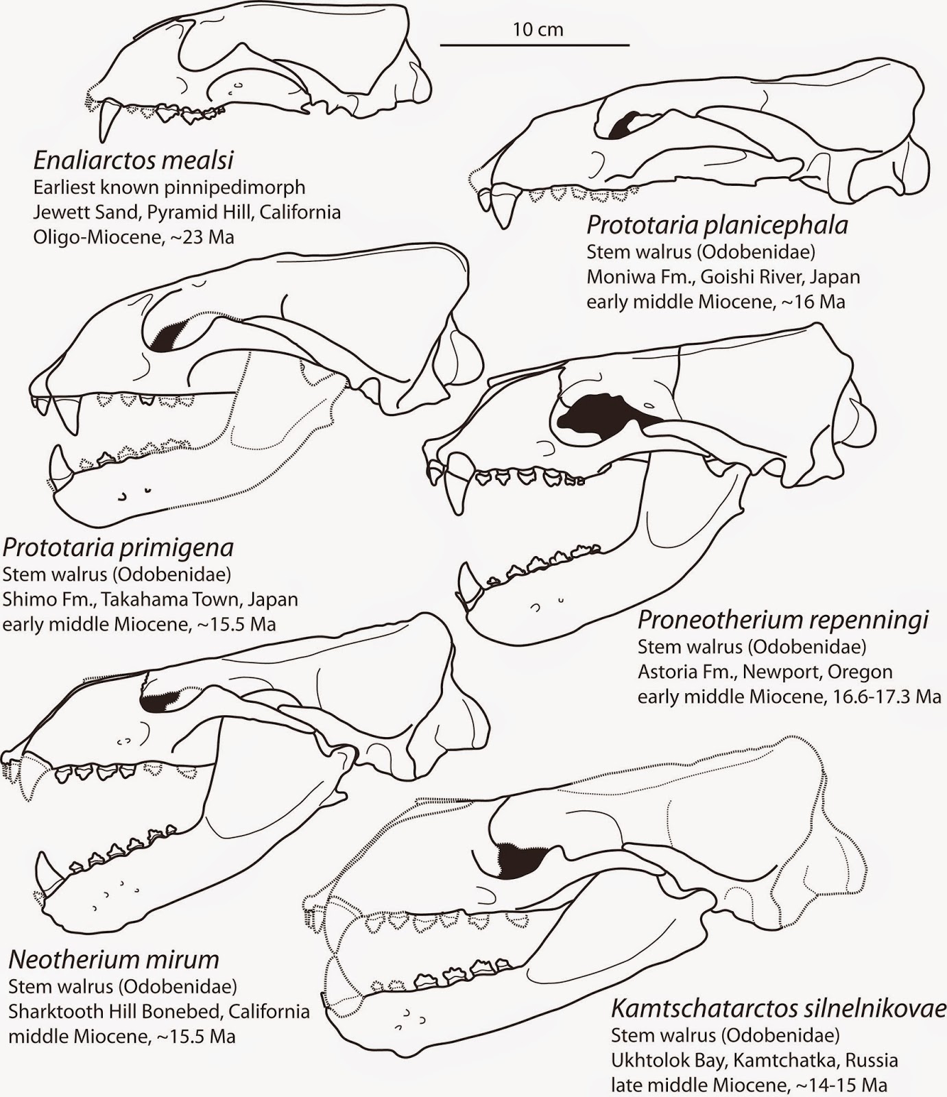 http://3.bp.blogspot.com/-2LrAI5G0yj4/U-1GVqSHH8I/AAAAAAAAD-M/ekY4jOocOlI/s1600/Small%2Bimagotariinae%2Bcomparison.jpg