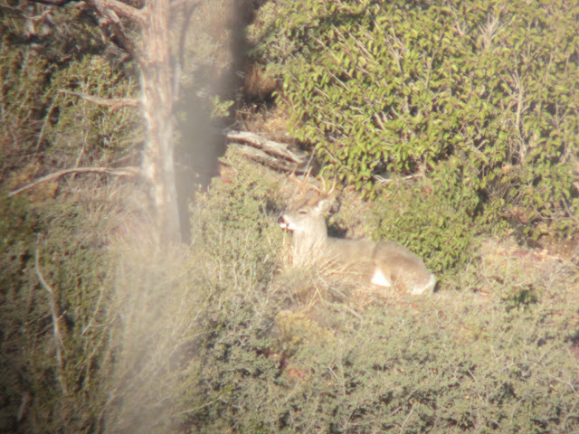 Arizona+December+Coues+Deer+hunt+with+Colburn+and+Scott+Outfitters+7+John+coues+buck+alive+pic.JPG
