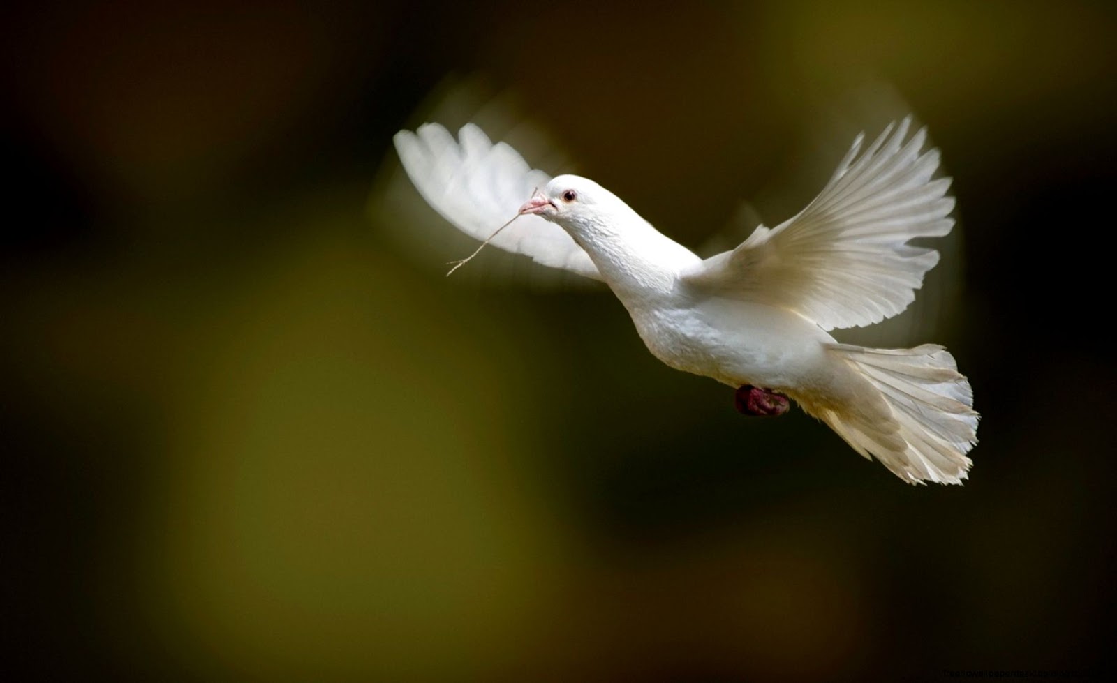 Beautiful White Birds Flying Beautiful White Birds Flying