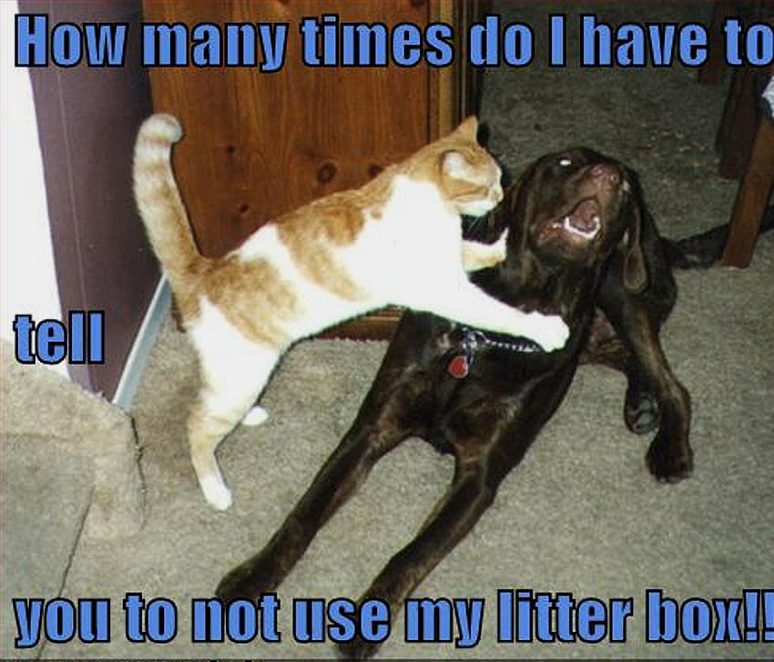 Cat Vs Dog Funny Quotes. QuotesGram