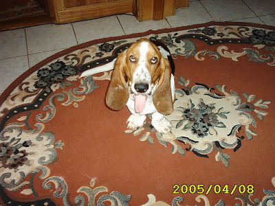 Basset hound tricolor