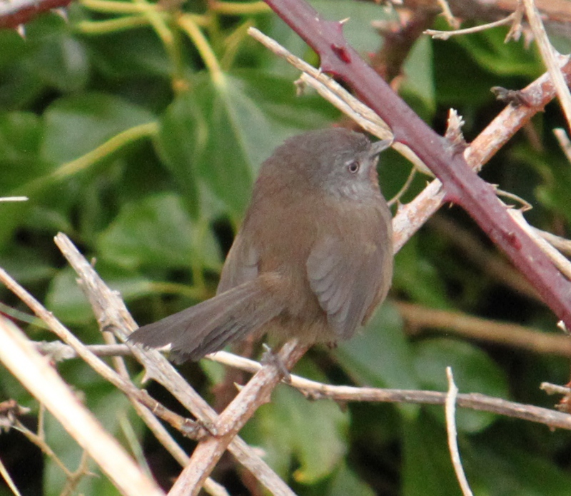 Central Oregon Coast Lincoln City Backyard Birds