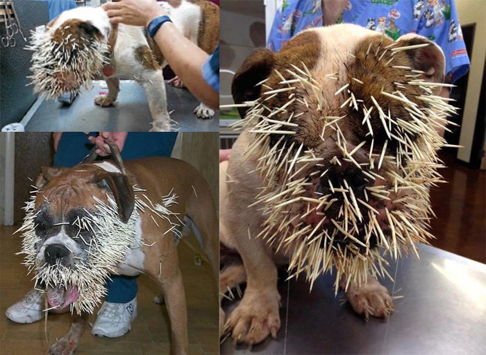 Monsterz Serius Sakit 500 Duri Landak Terpacak Pada Muka Anjing