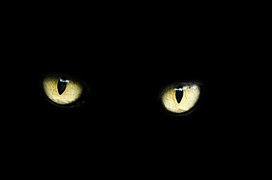 ojos luminosos de un gato negro
