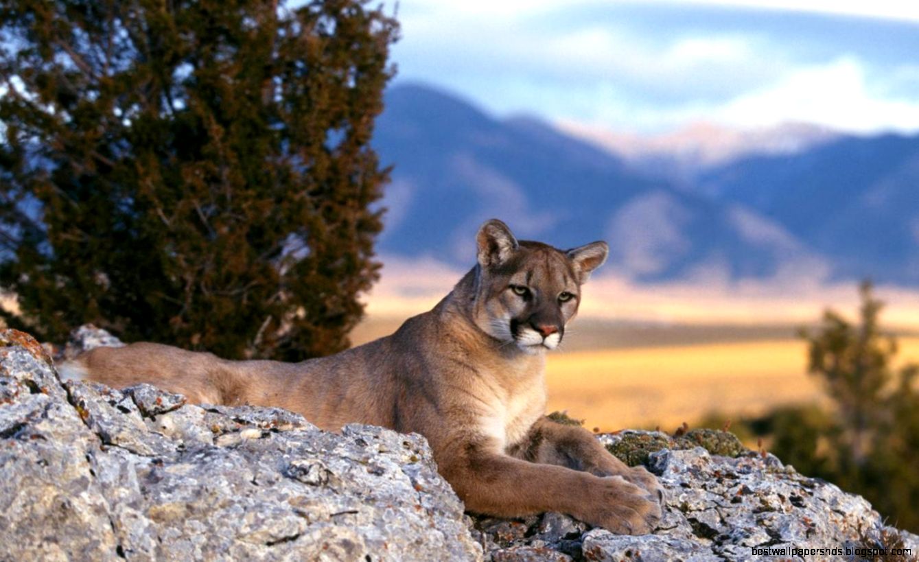 Collection of mountain lion desktop wallpaper on Collection of mountain lion desktop wallpaper on