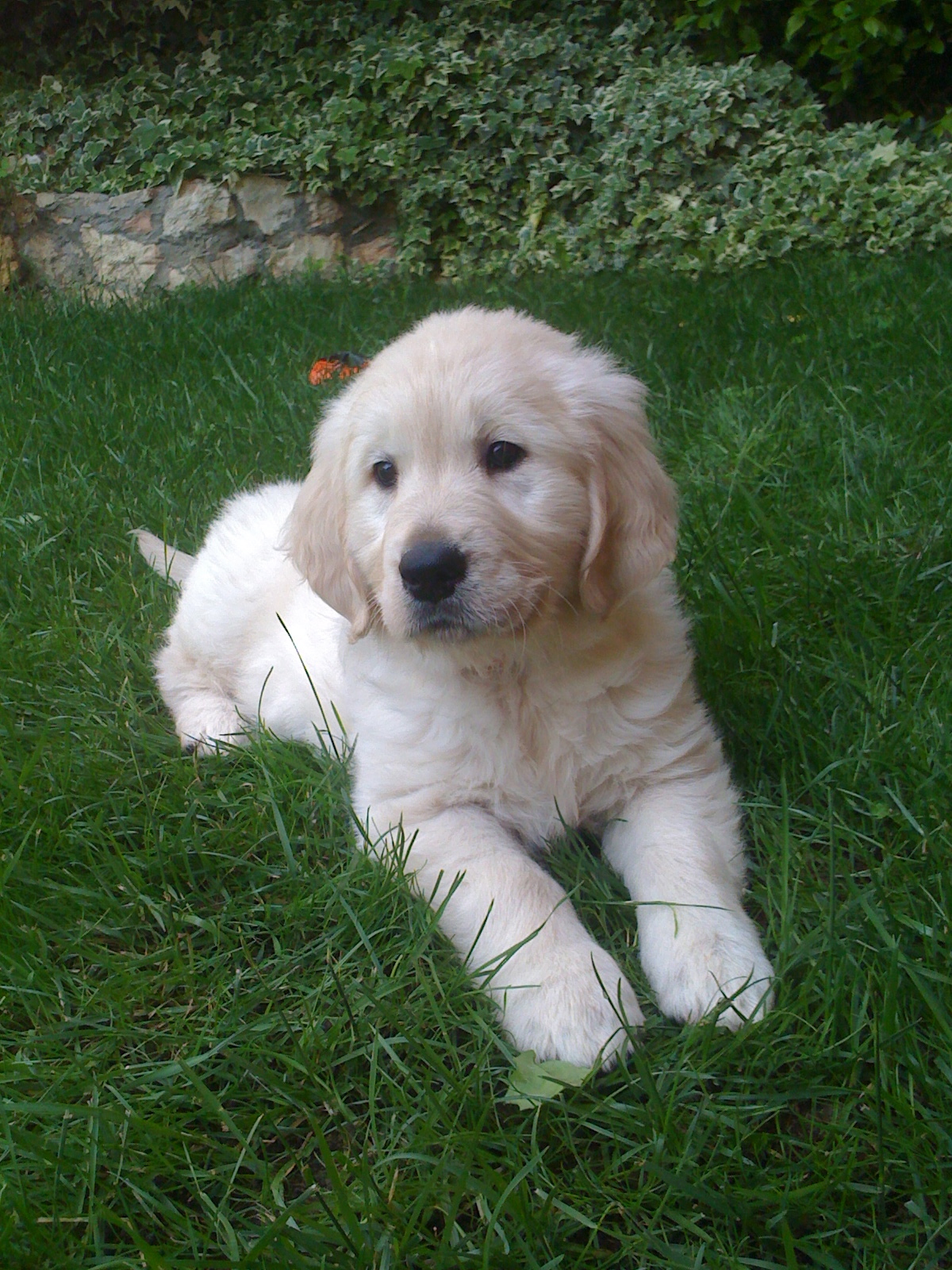 Guinzaglio Per Cani Regolabile 1,5m - Nylon Per Addestramento, Taglia Media