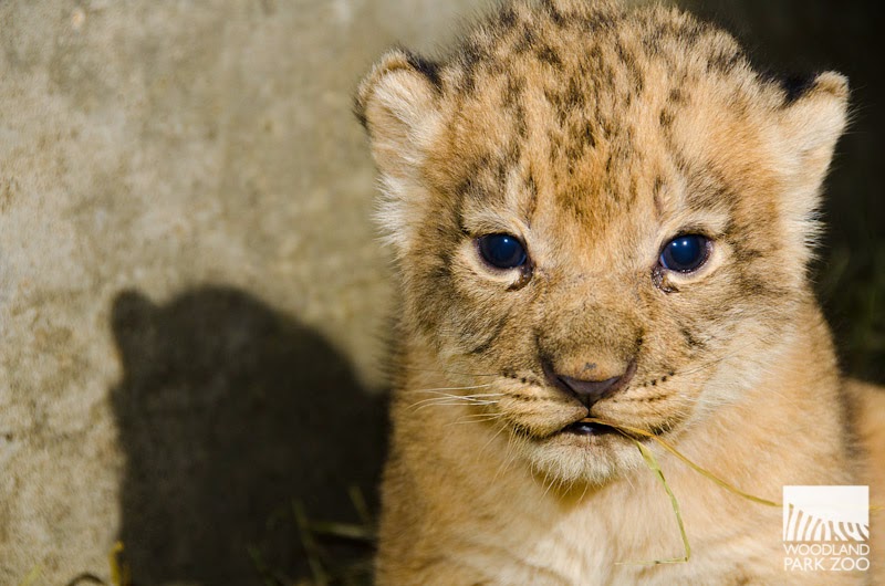 Woodland Park Zoo Blog Behind the scenes with the lion babies