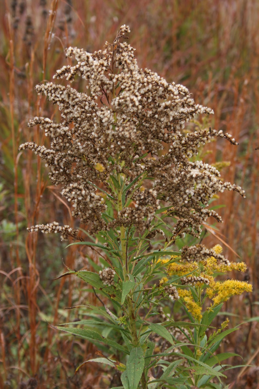 Native Florida Wildflowers Canada Goldenrod Solidago canadensis