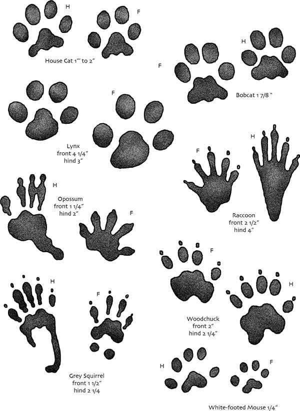 MAD Family Fun Plaster Tracks