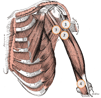 SuppVersity EMG Series - Biceps Brachii: The Very Best Exercises for